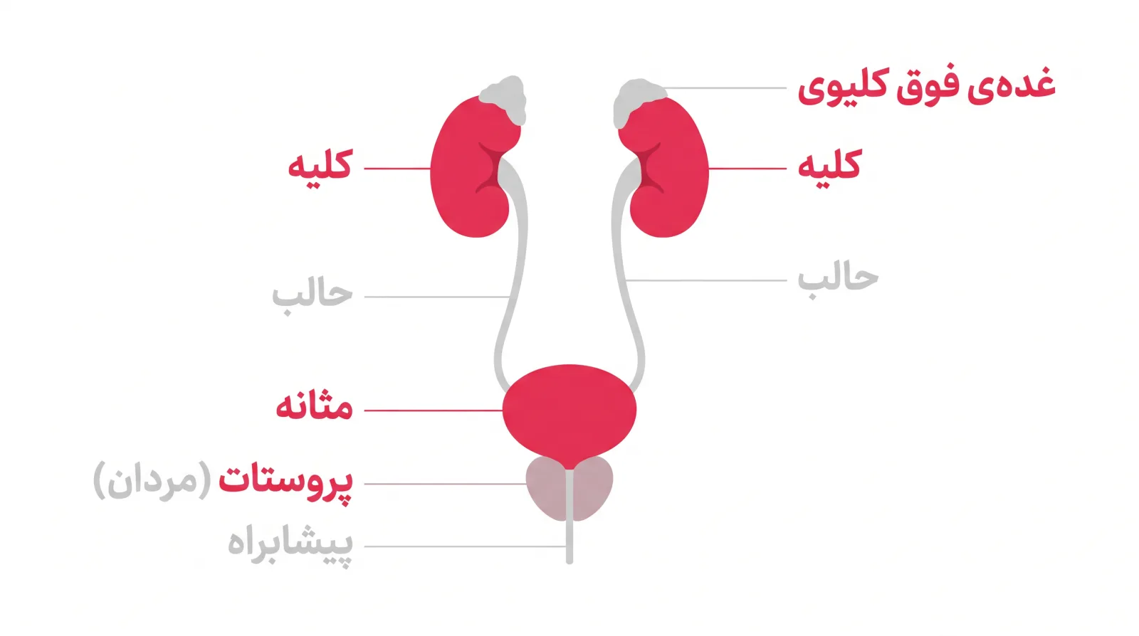 اینفوگرافیک حوزههای کار اورولوژیست: کلیه، حالب، مثانه، پیشابراه، پروستات و بیضه