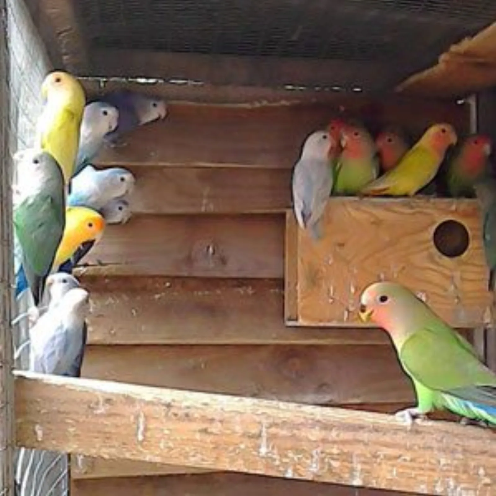 aviary-birds