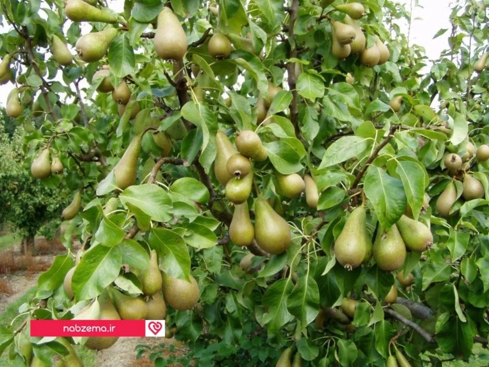 گلابی