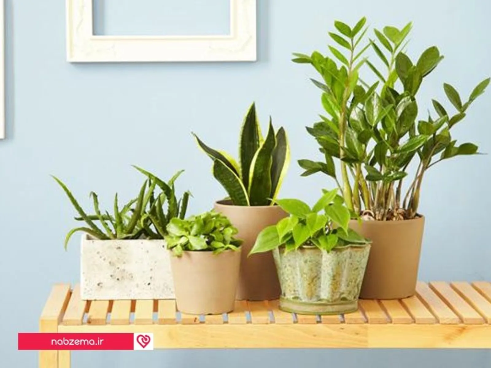 5-indoor-houseplants-you-cant-kill-2-size-3