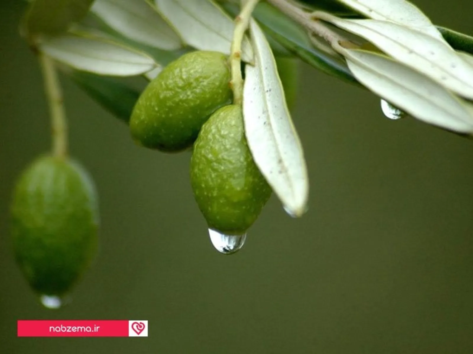 آنتی بیوتیک طبیعی