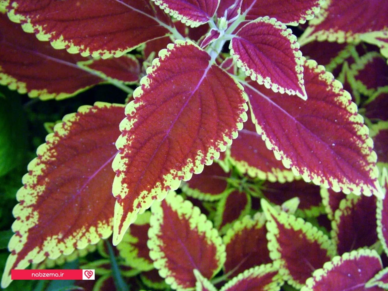 coleus-blumei10
