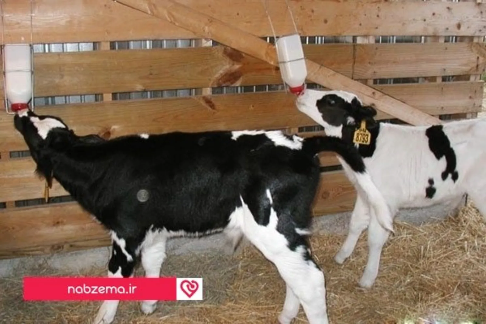 feeding-of-calves