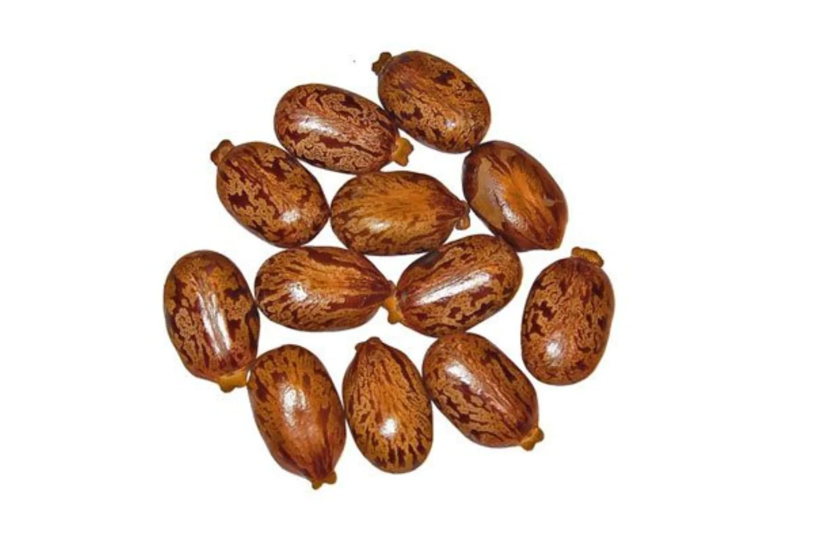 دانه کرچک