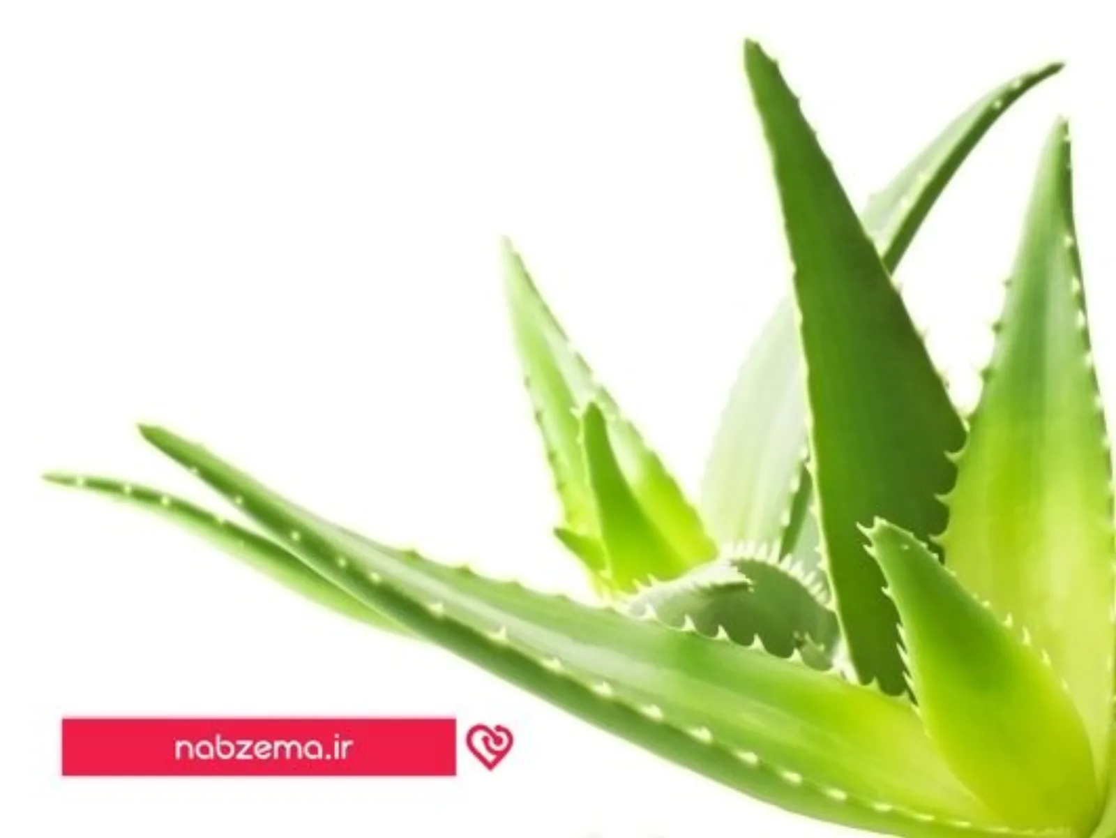 آلوئه ورا و چاقی