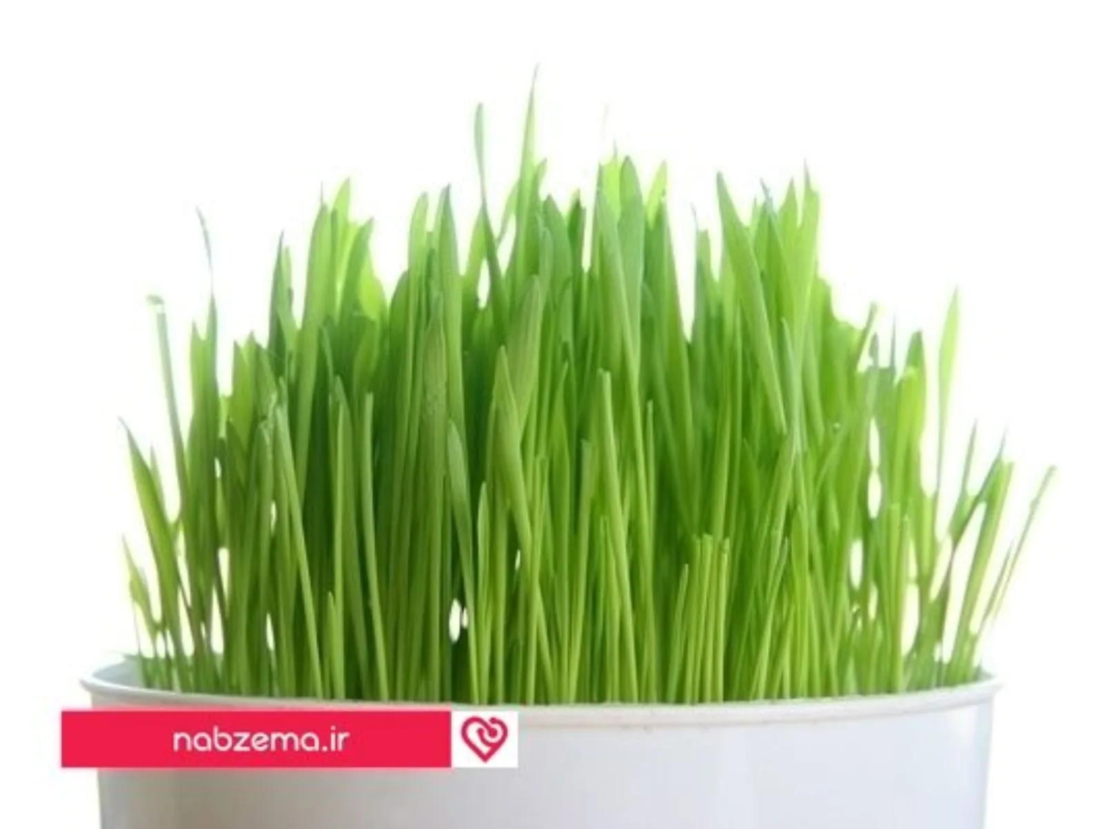 سبزه عید