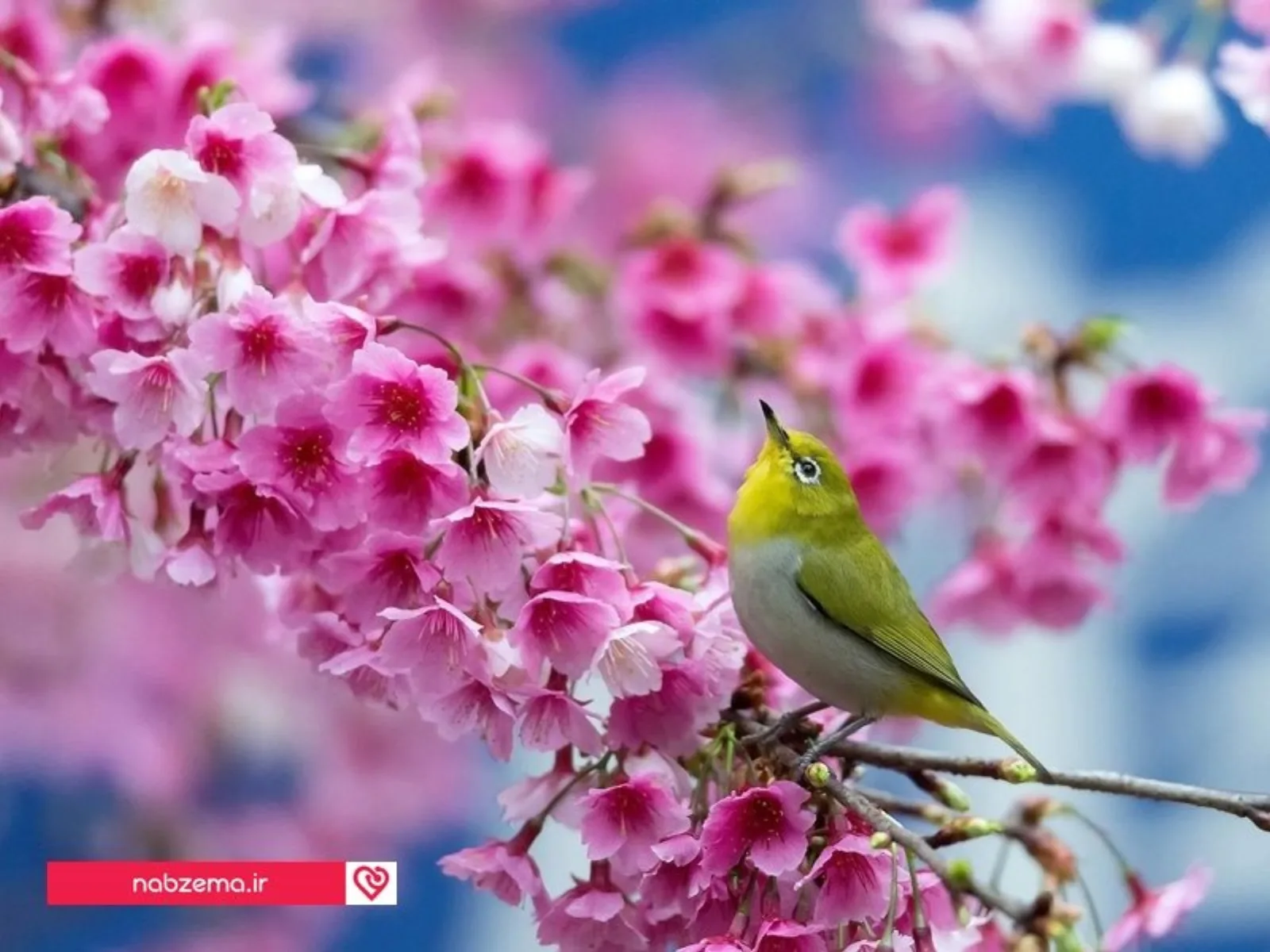 آمدن بهار