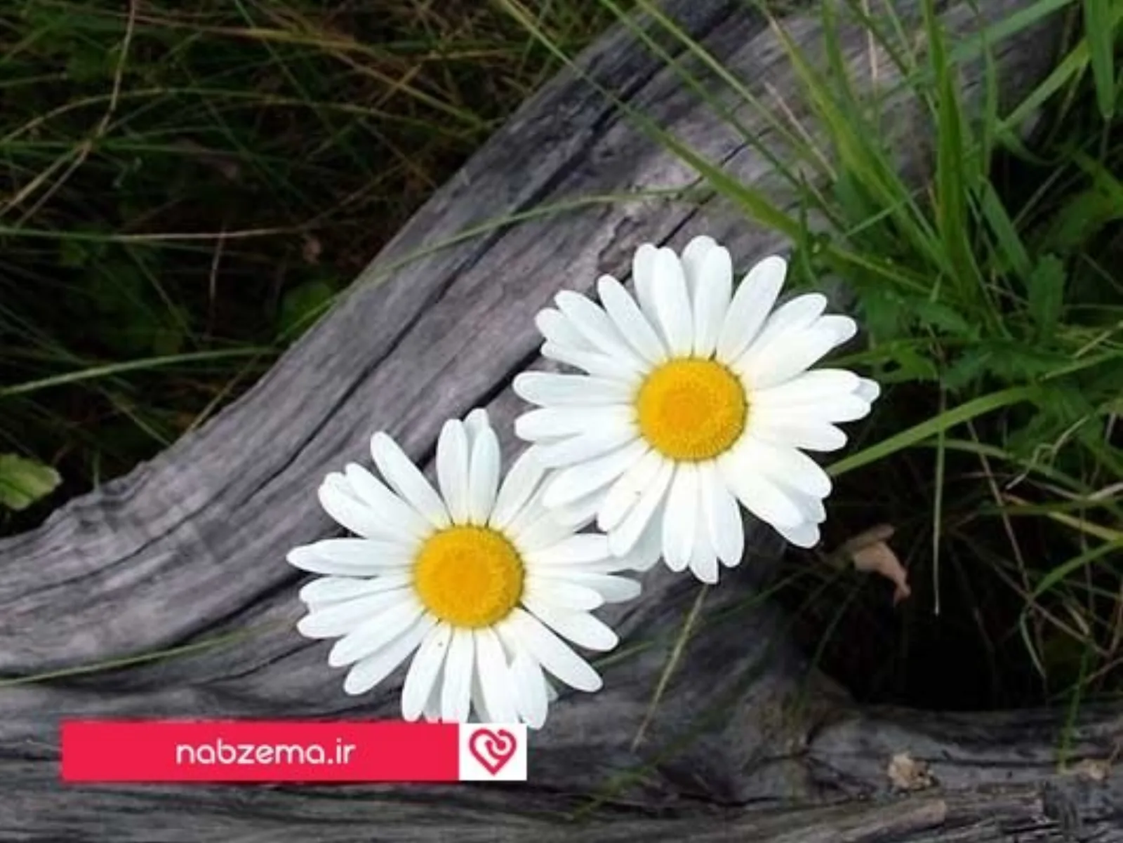 گل بابونه