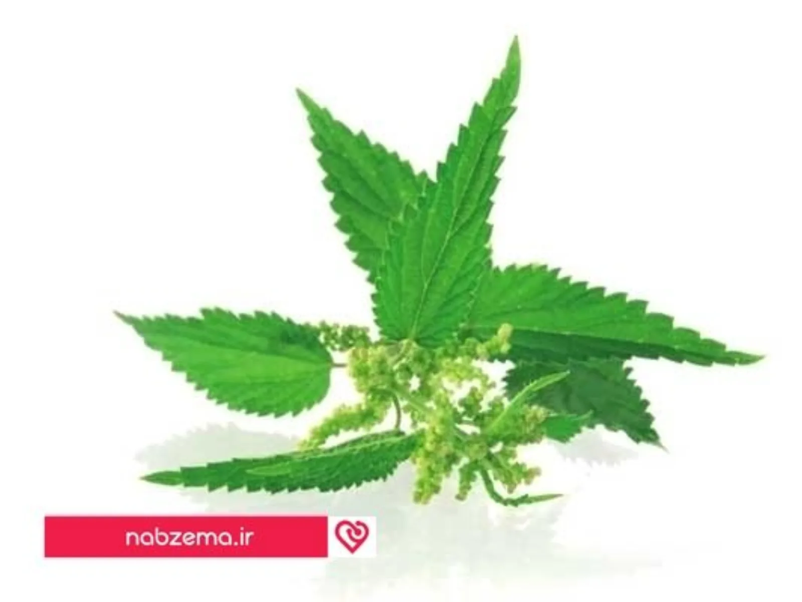 گزنه