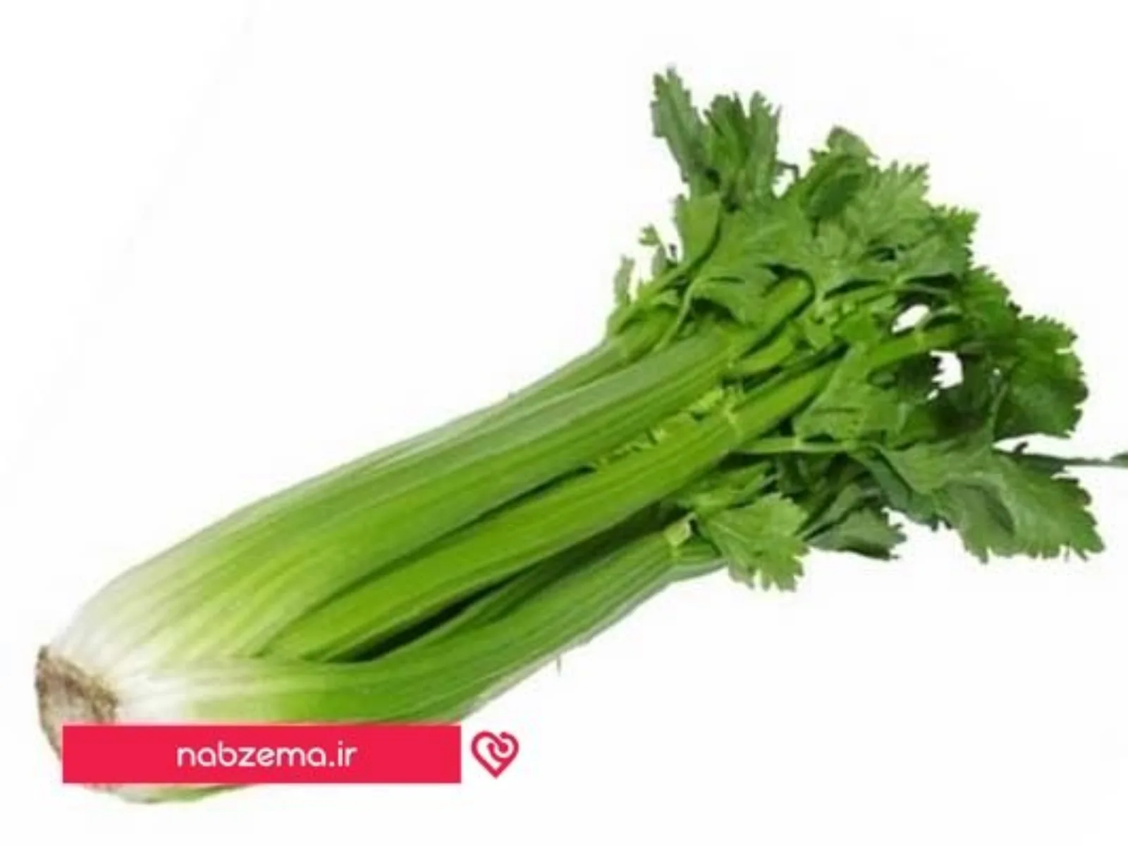 کرفس
