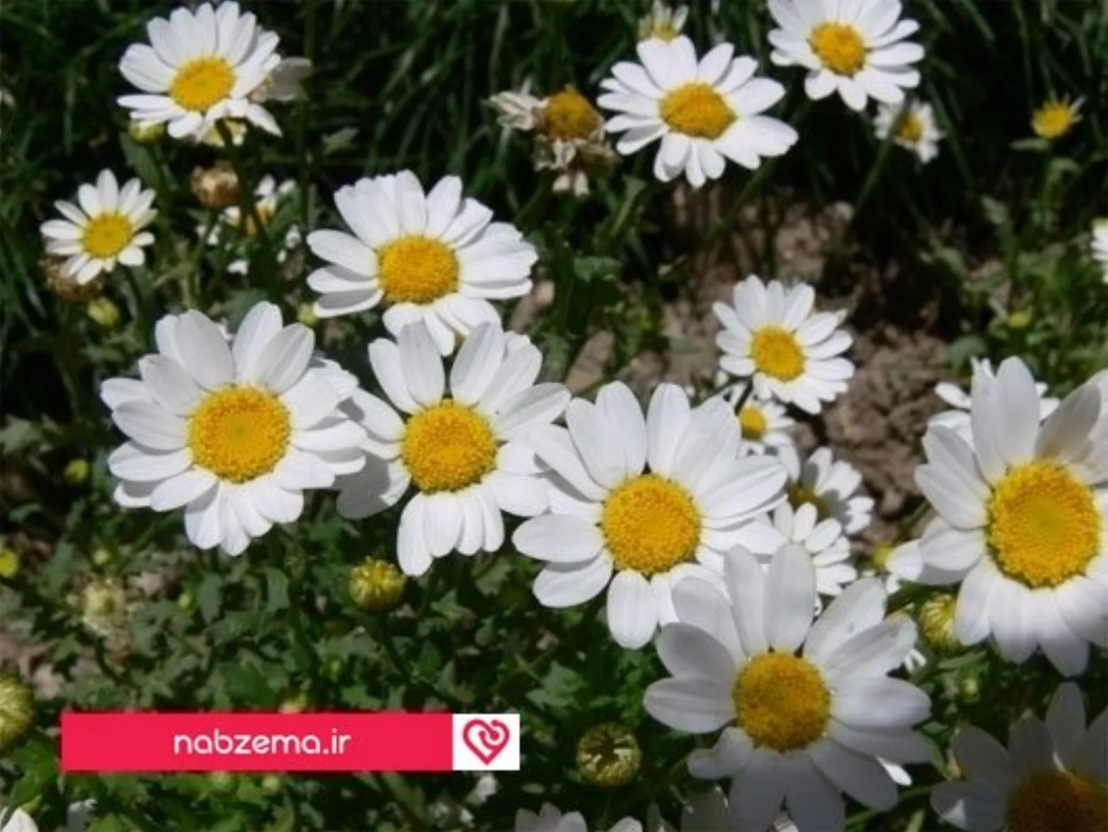 بابونه