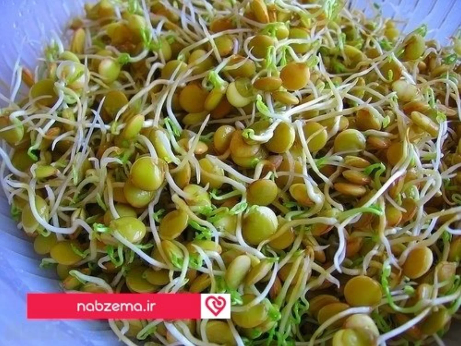 جوانه عدس