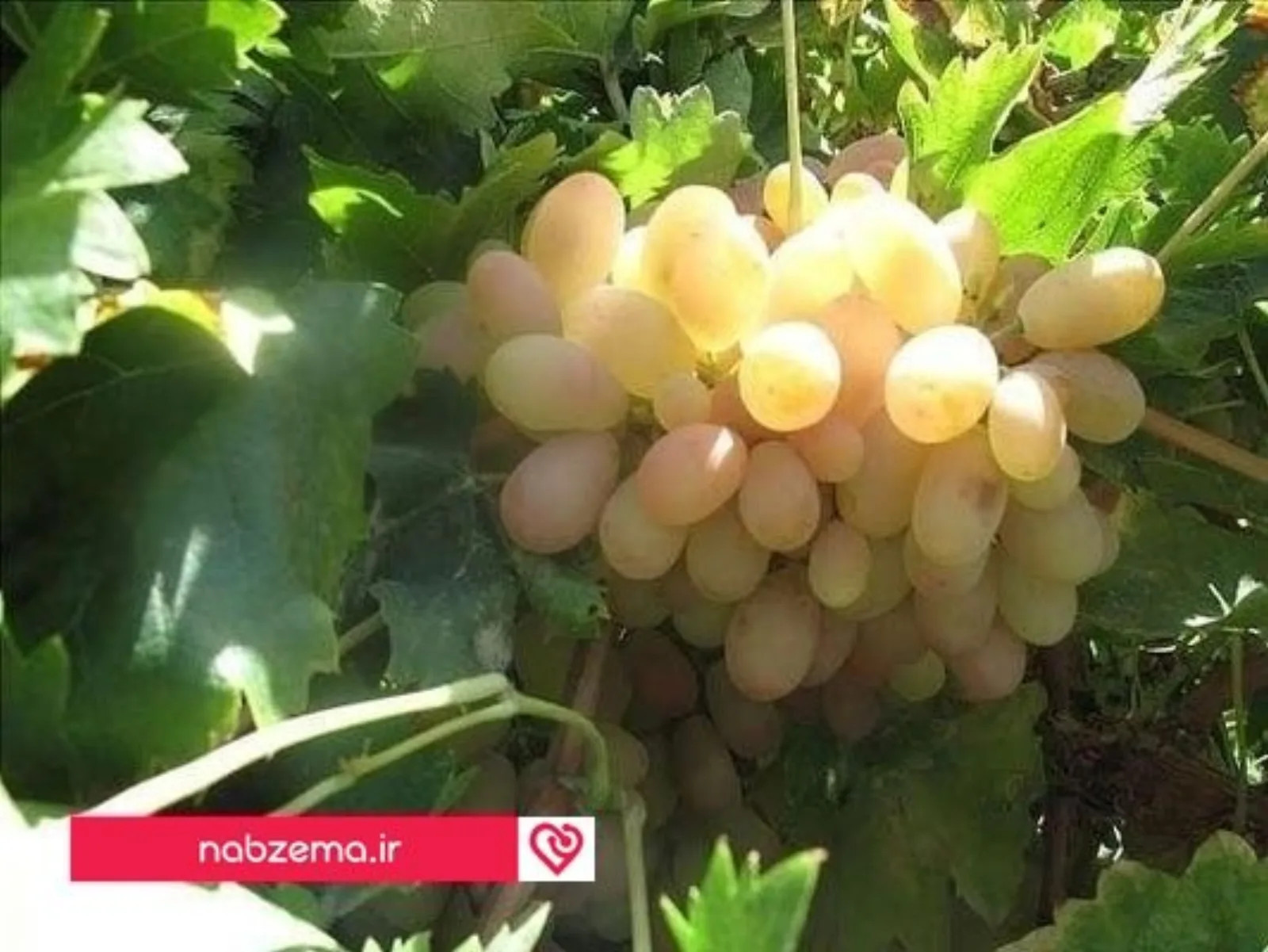 انگور دم خروسی