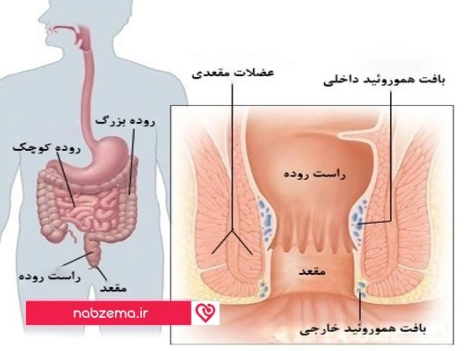 دستگاه گوارش