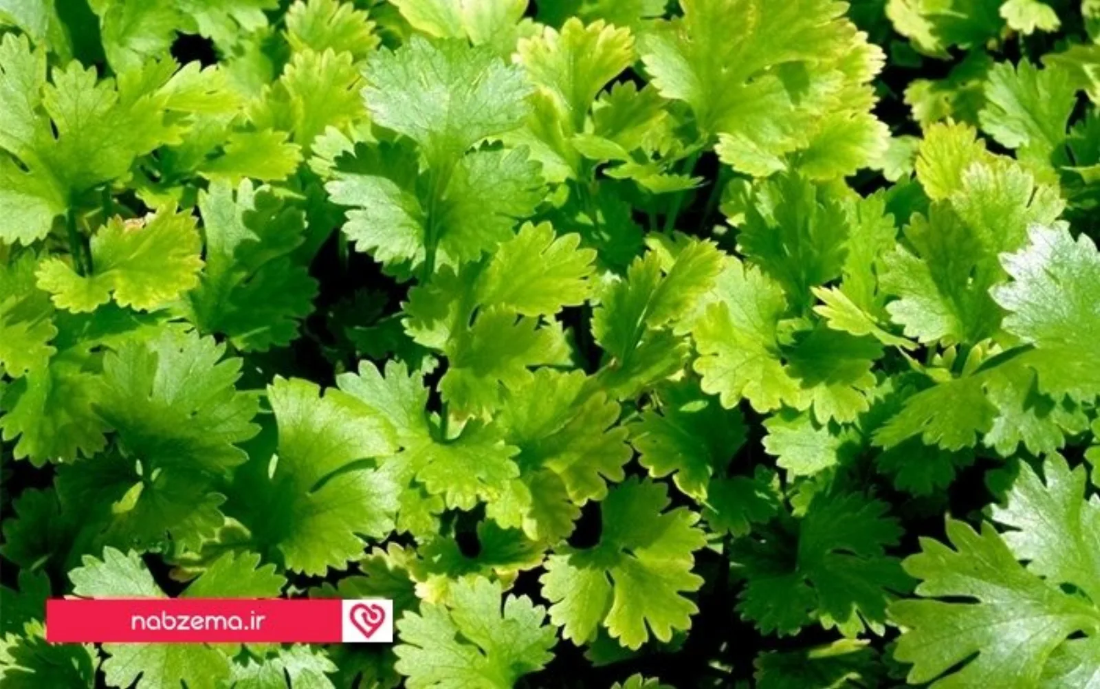 سبزی گشنیز