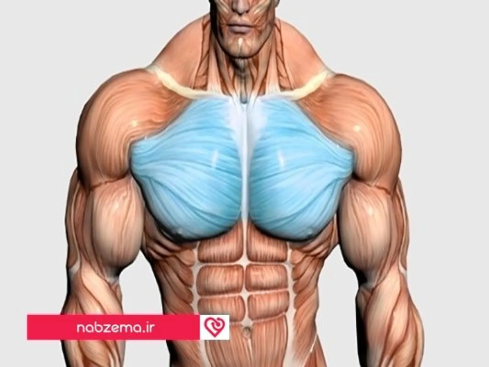رشد سریع عضلات