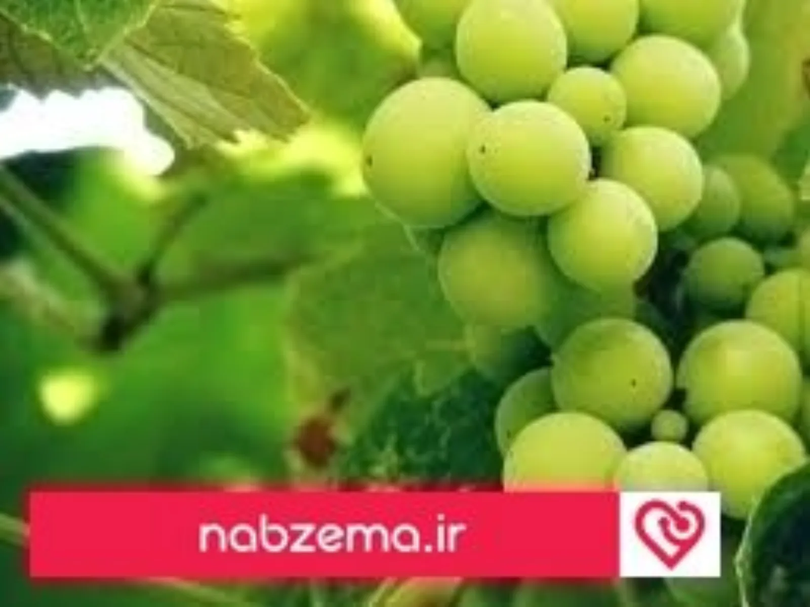 خواص غوره