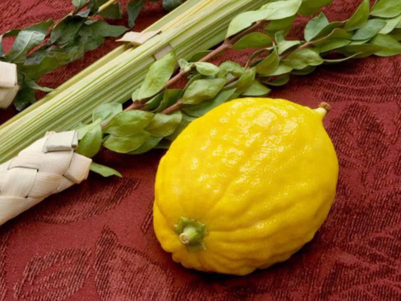 میوه بالنگ