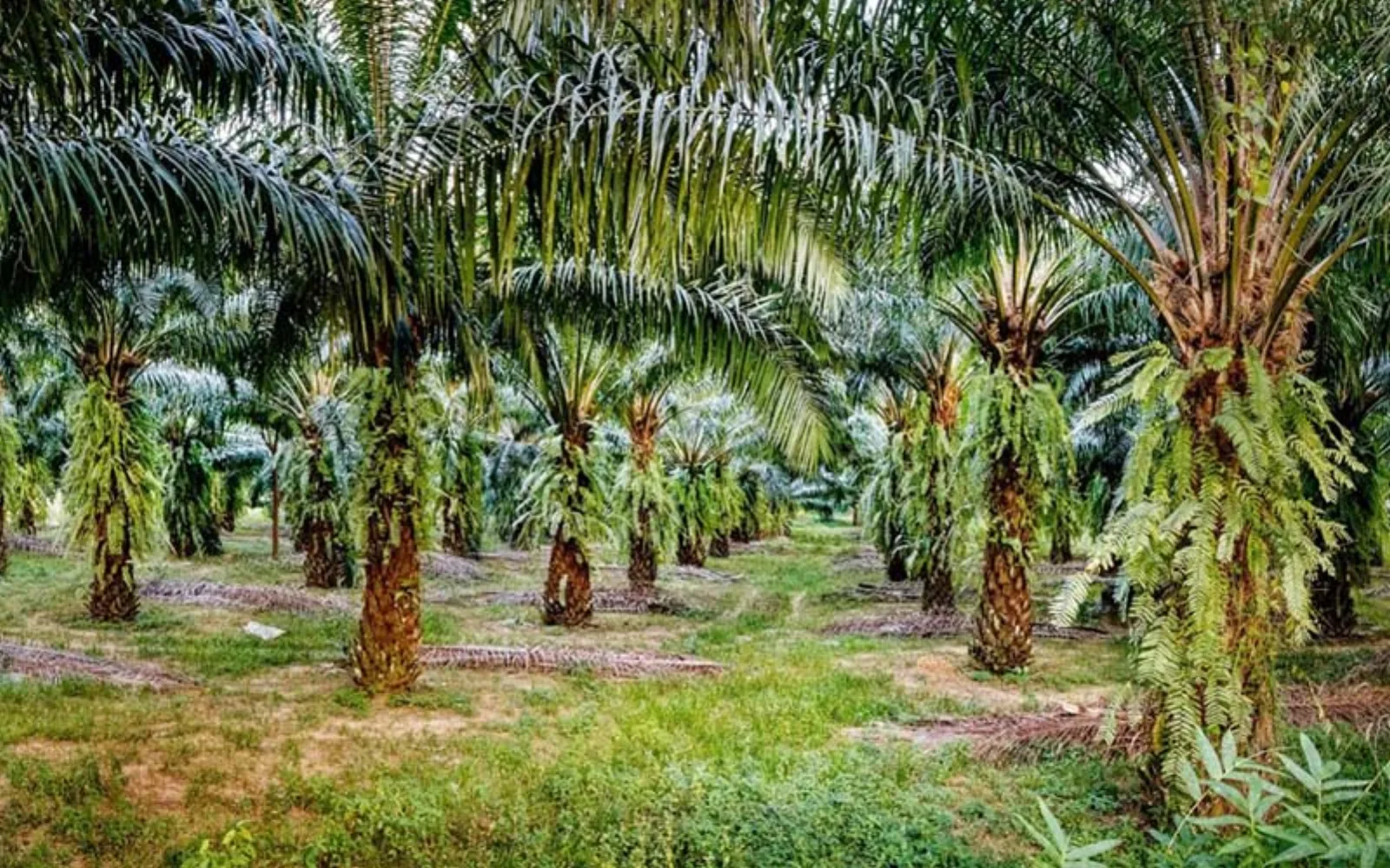 روغن پالم نخل