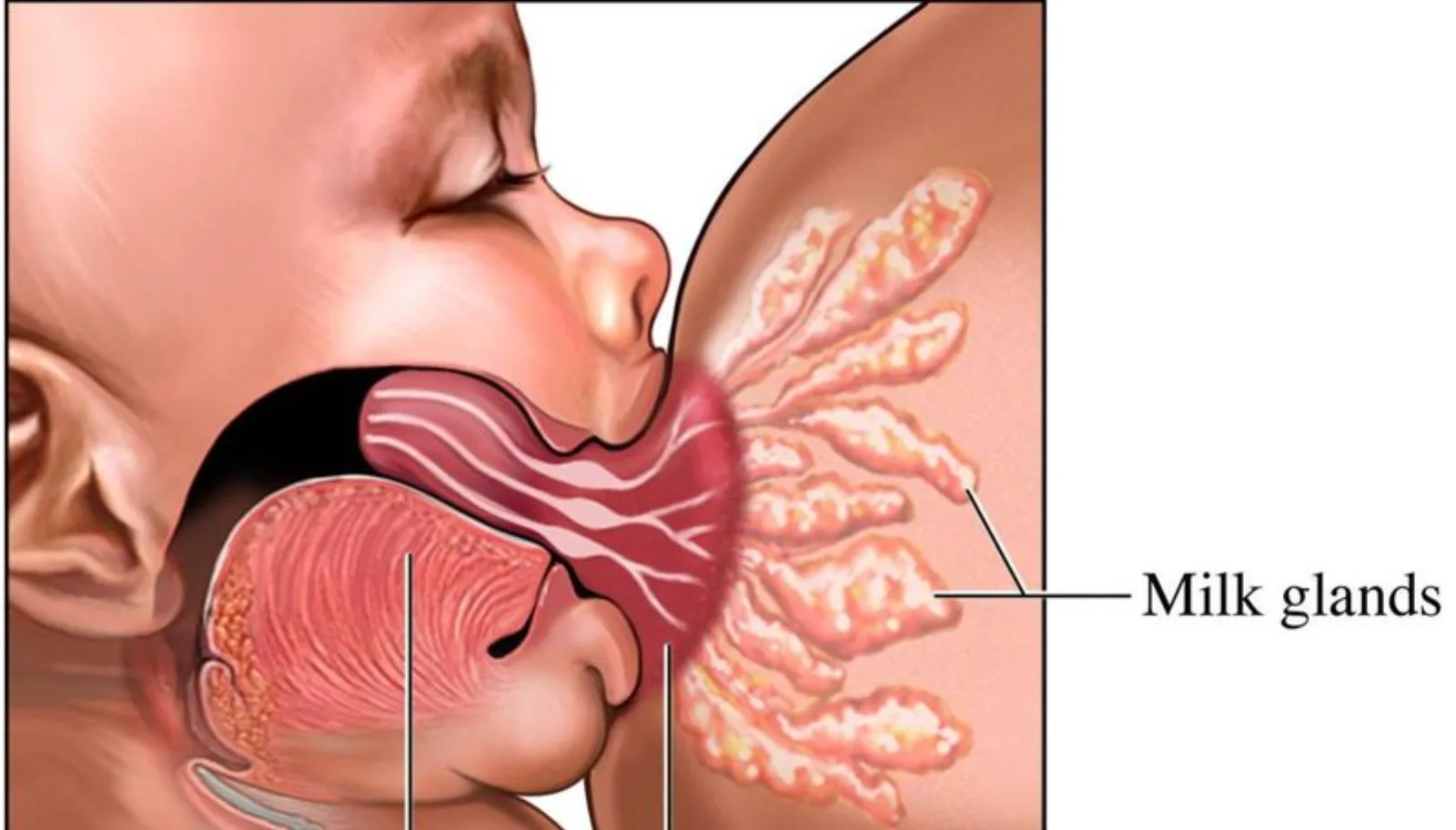 طریقه صحیح شیر دادن