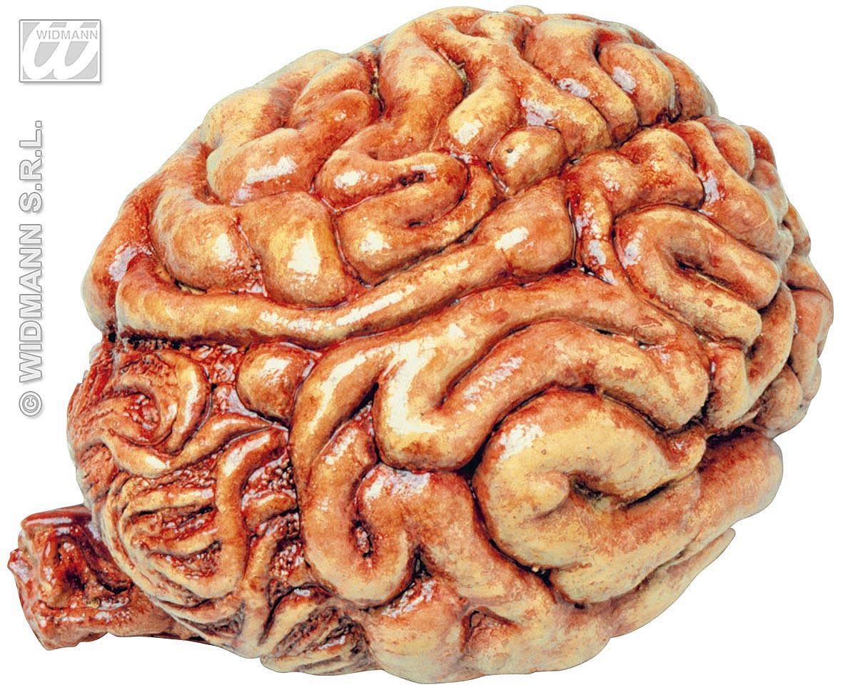مغز انسان در گذر زمان