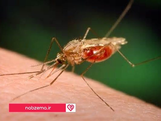 مالاریا