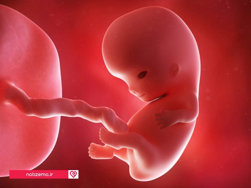 8 12 неделя беременности. Эмбрион в 8-9 недель беременности.