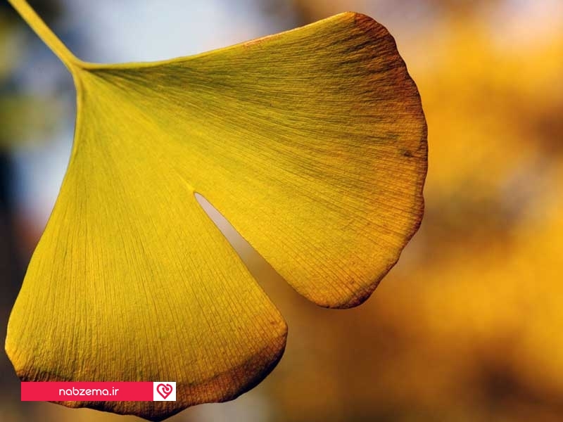 عکس جینکوبیلوبا