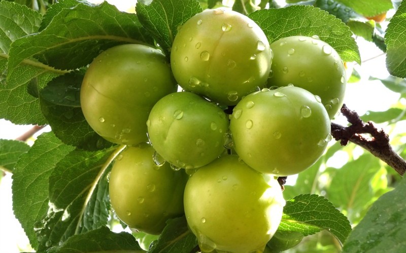 خواص گوجه سبز