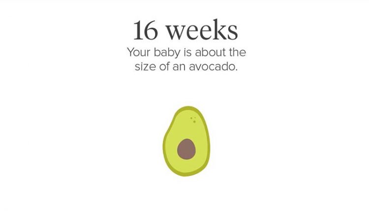 هفته 16 بارداری