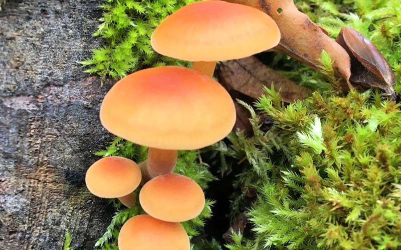 قارچ ساپروفیت چیست؟